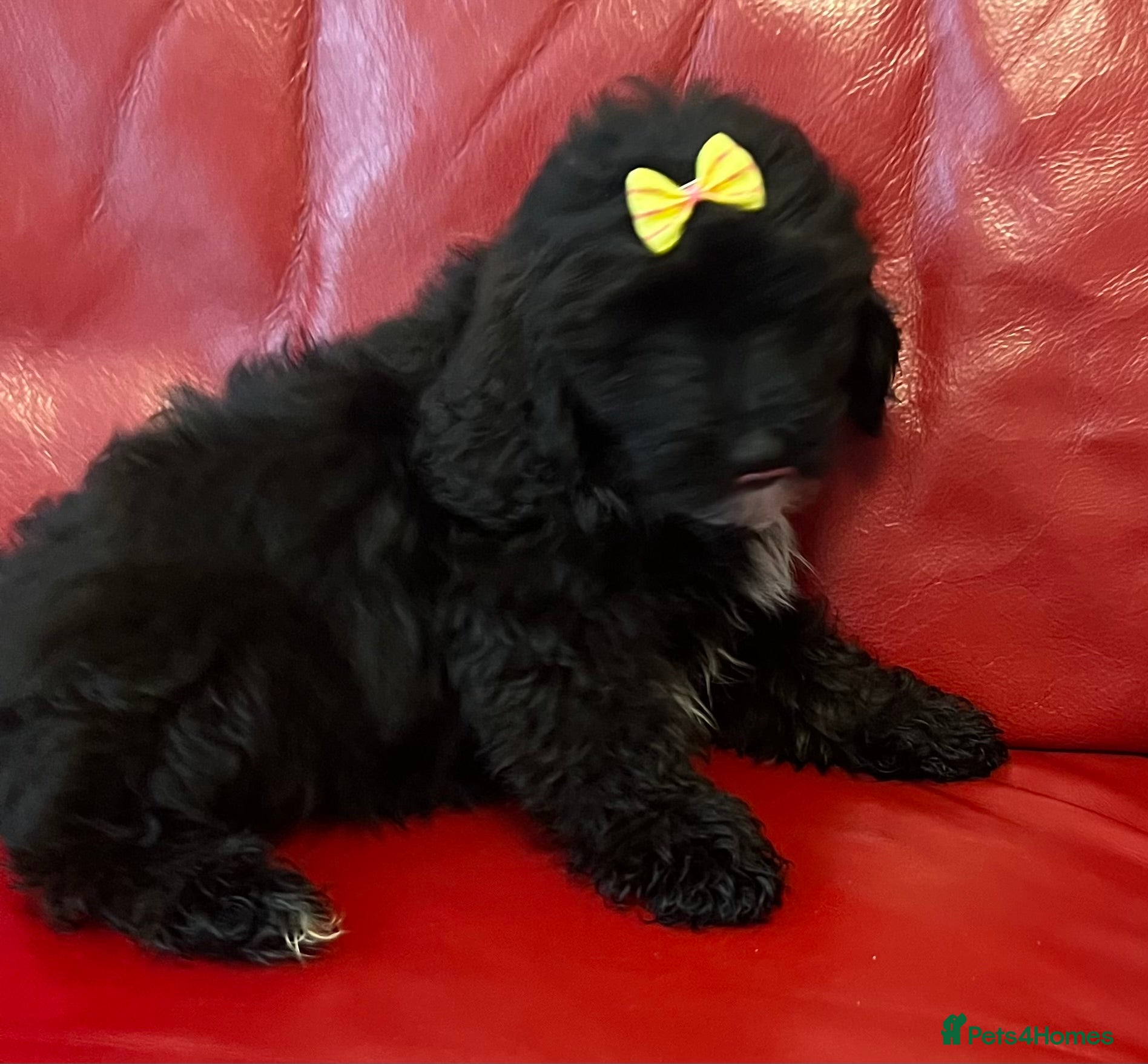 Shihpoo dogs Beautiful Toy Shihpoo Litter - Advert 18