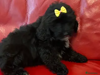 Shihpoo dogs Beautiful Toy Shihpoo Litter - Advert 1