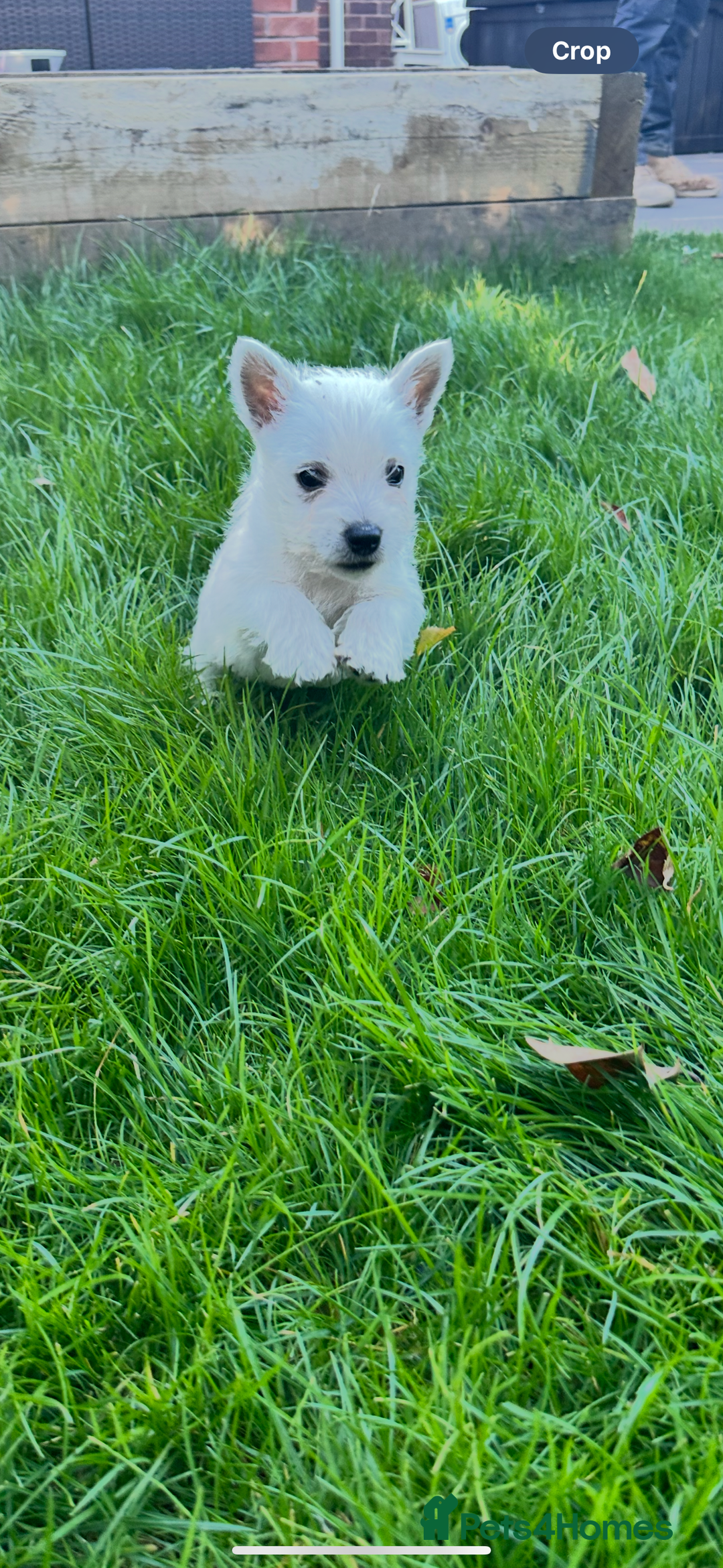 West Highland Terrier dogs for sale: West highland terrier puppies - Image 4