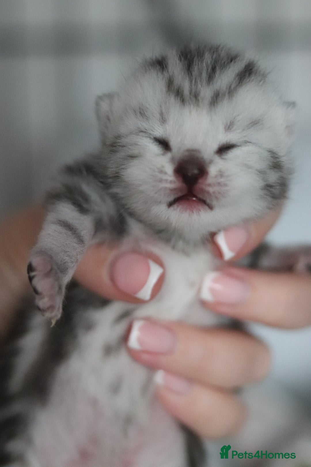 British Shorthair cats for sale: GCCF British Shorthair Silver Kittens - Image 2