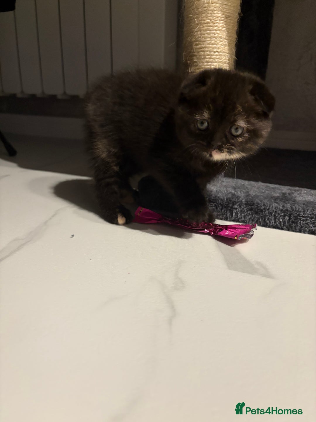 Scottish Fold cats for sale: Last Scottish Fold left - Advert 13