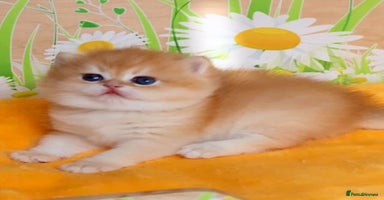 British Shorthair cats - Advert 13