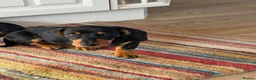 Dachshund dogs for sale: Dachshund pup for sale - Advert 6