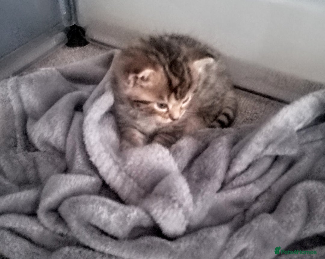 Mixed Breed cats for sale: Bengal mix - Image 9