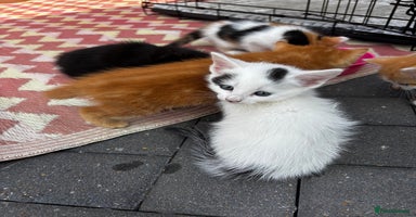 Mixed Breed cats - Advert 4