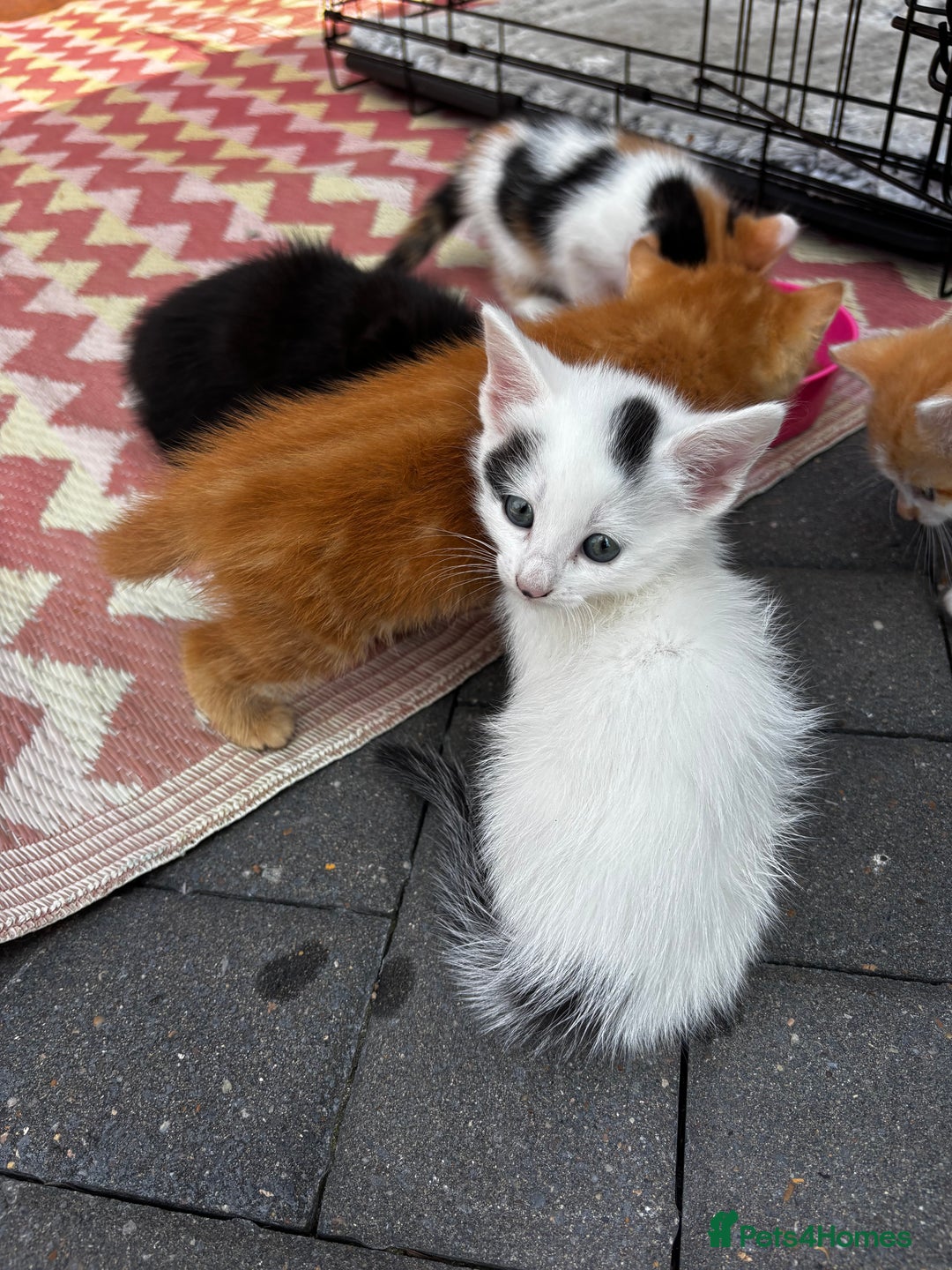 Mixed Breed cats for sale: I have 4 beautiful little cuties  - Image 3