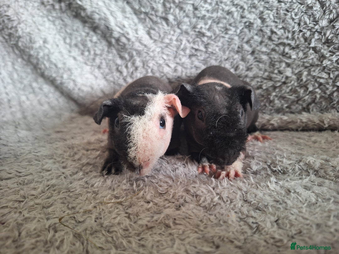 Guinea Pig rodents for sale: Bonded skinny brothers  - Image 1
