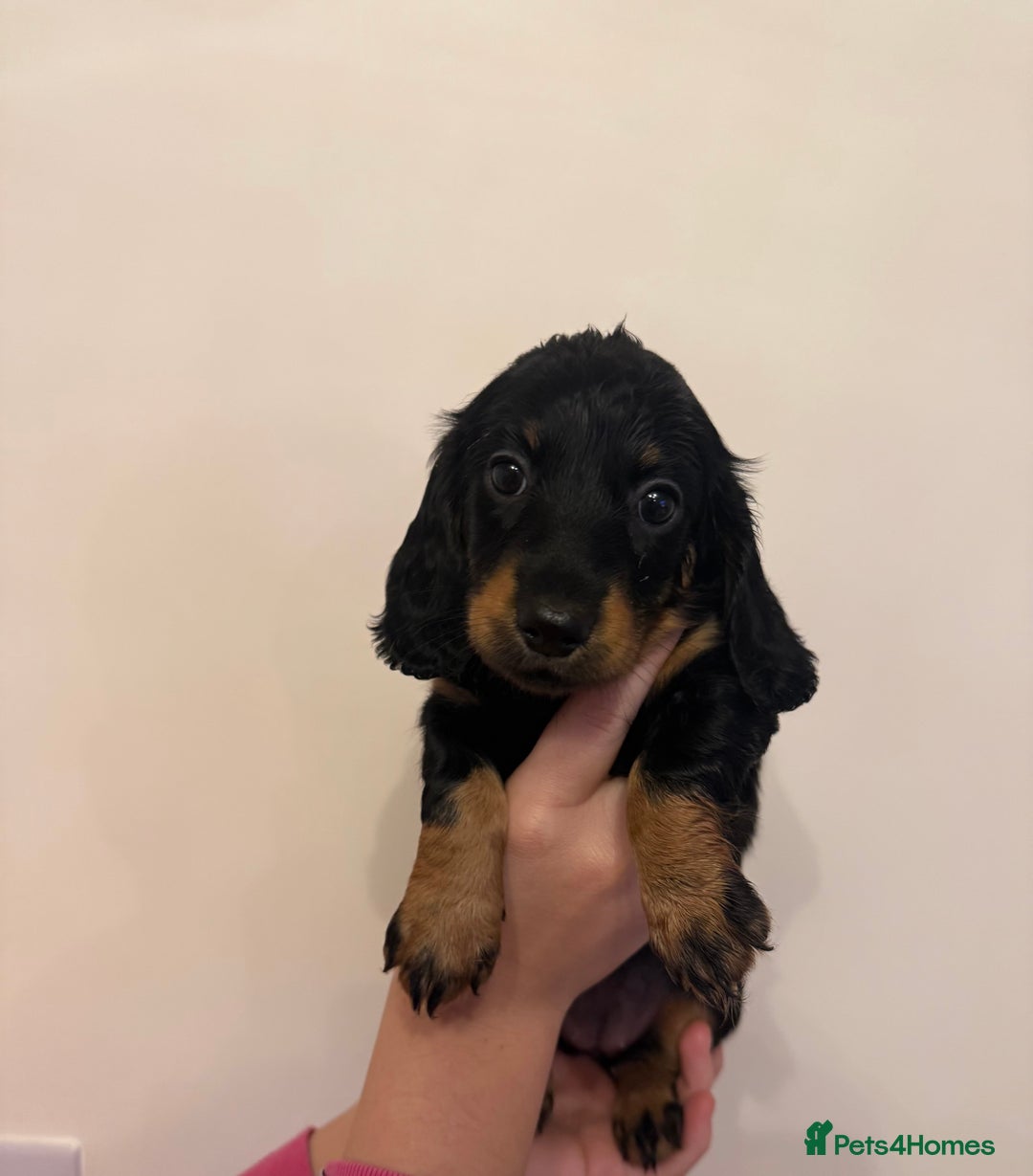 Dachshund dogs for sale: Longhaired black & tan & also a smooth - Advert 7