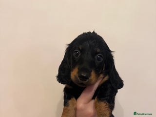 Dachshund dogs Longhaired black & tan & also a smooth - Advert 3
