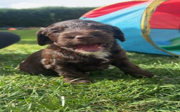 Cockapoo dogs for sale: Stunning F2 miniature cockapoo puppies  - Image 14