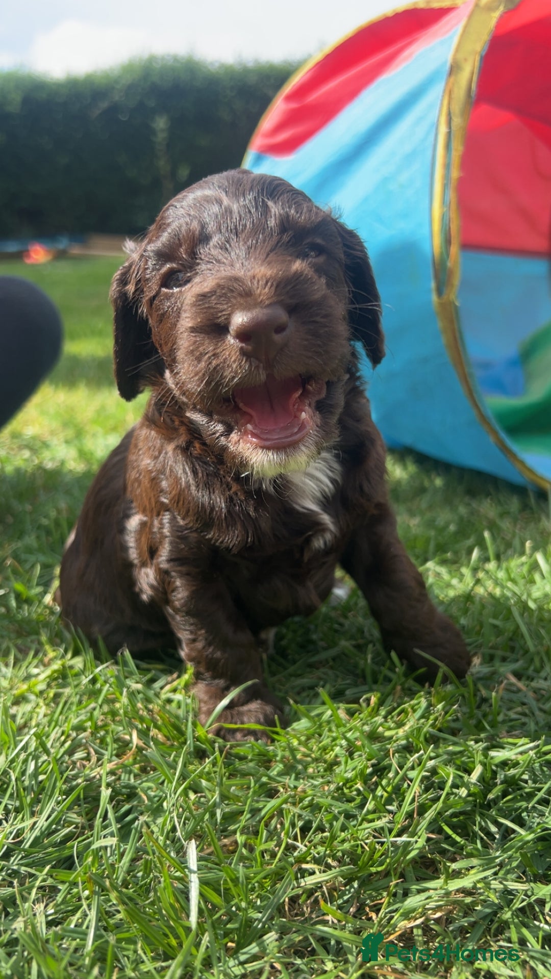 Cockapoo dogs for sale: Stunning F2 miniature cockapoo puppies  - Image 14