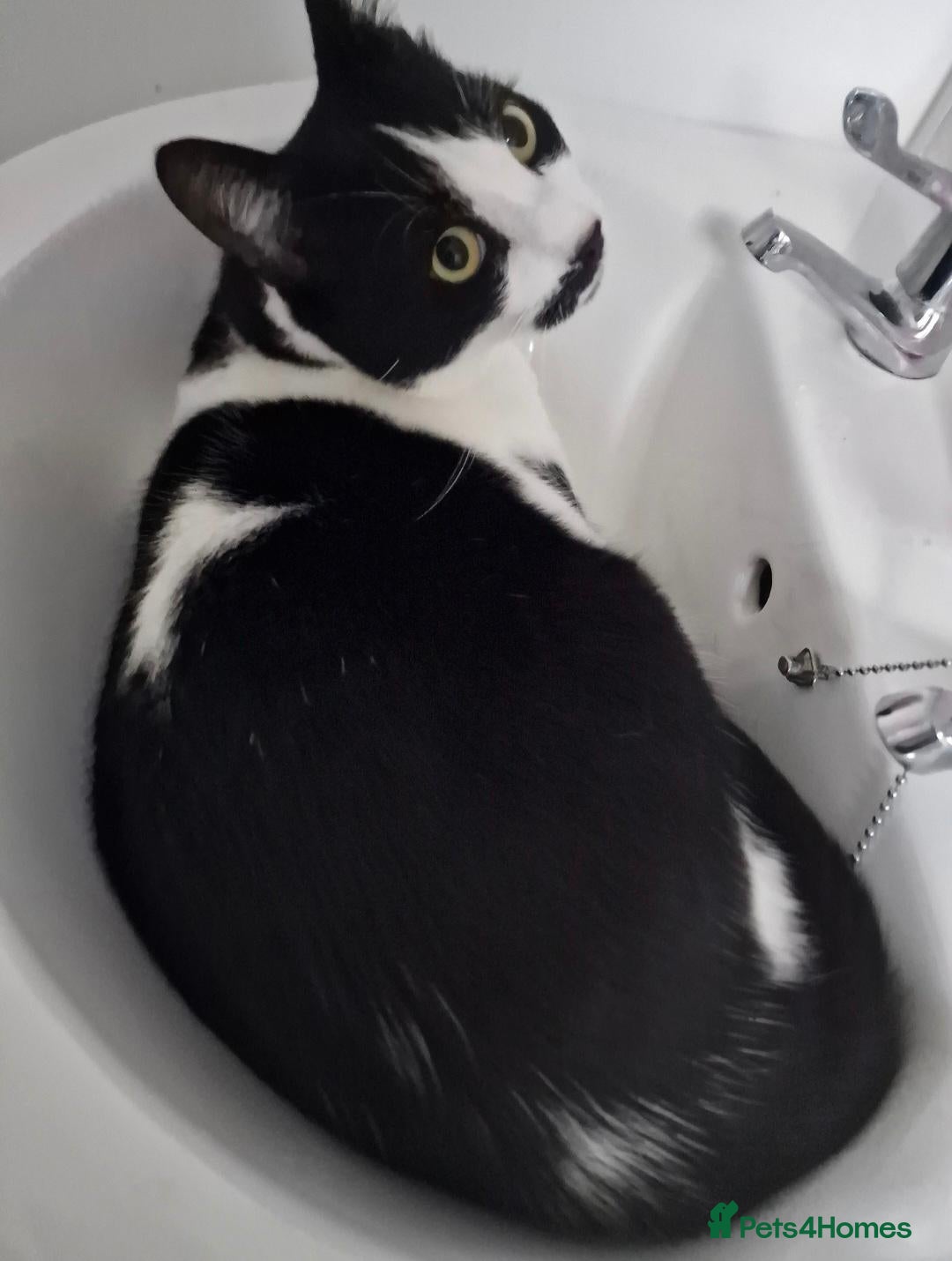 Mixed Breed cats Toby, need to rehome no fault of his own. - Advert 1