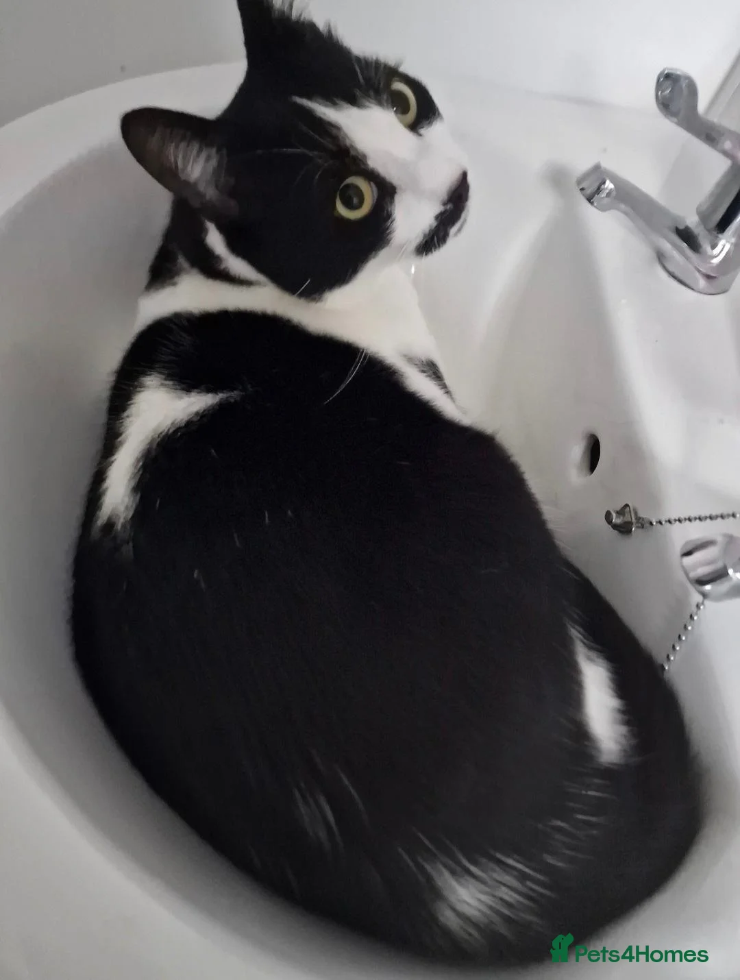 Mixed Breed cats for sale: Toby, need to rehome no fault of his own. - Advert 1