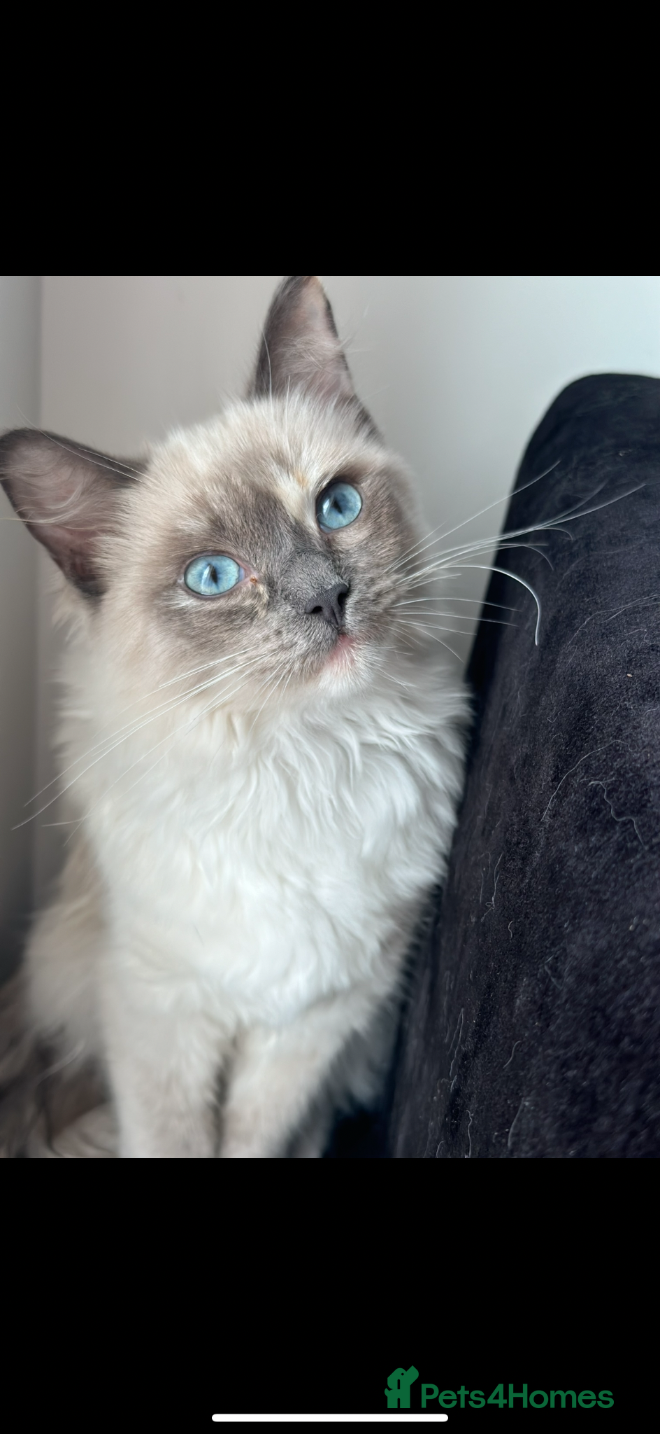 Ragdoll cats Beautiful Pure Ragdolls  - Advert 16