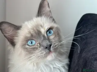 Ragdoll cats Beautiful Pure Ragdolls - Advert 16