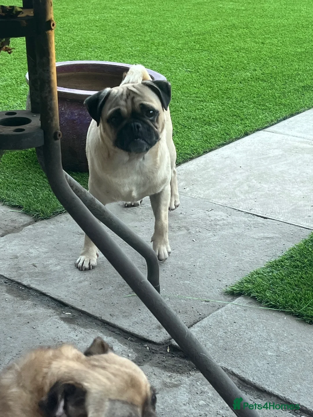 Mixed Breed dogs for sale: Mother and Son for sale  in Bootle - Advert 2