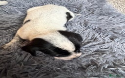 Mixed Breed dogs for sale: 6 gorgeous cocker jacks available  - Image 7