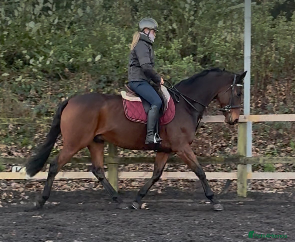 English Thoroughbred horses Very sad sale , roscoe 16hh bay gelding  - Advert 1