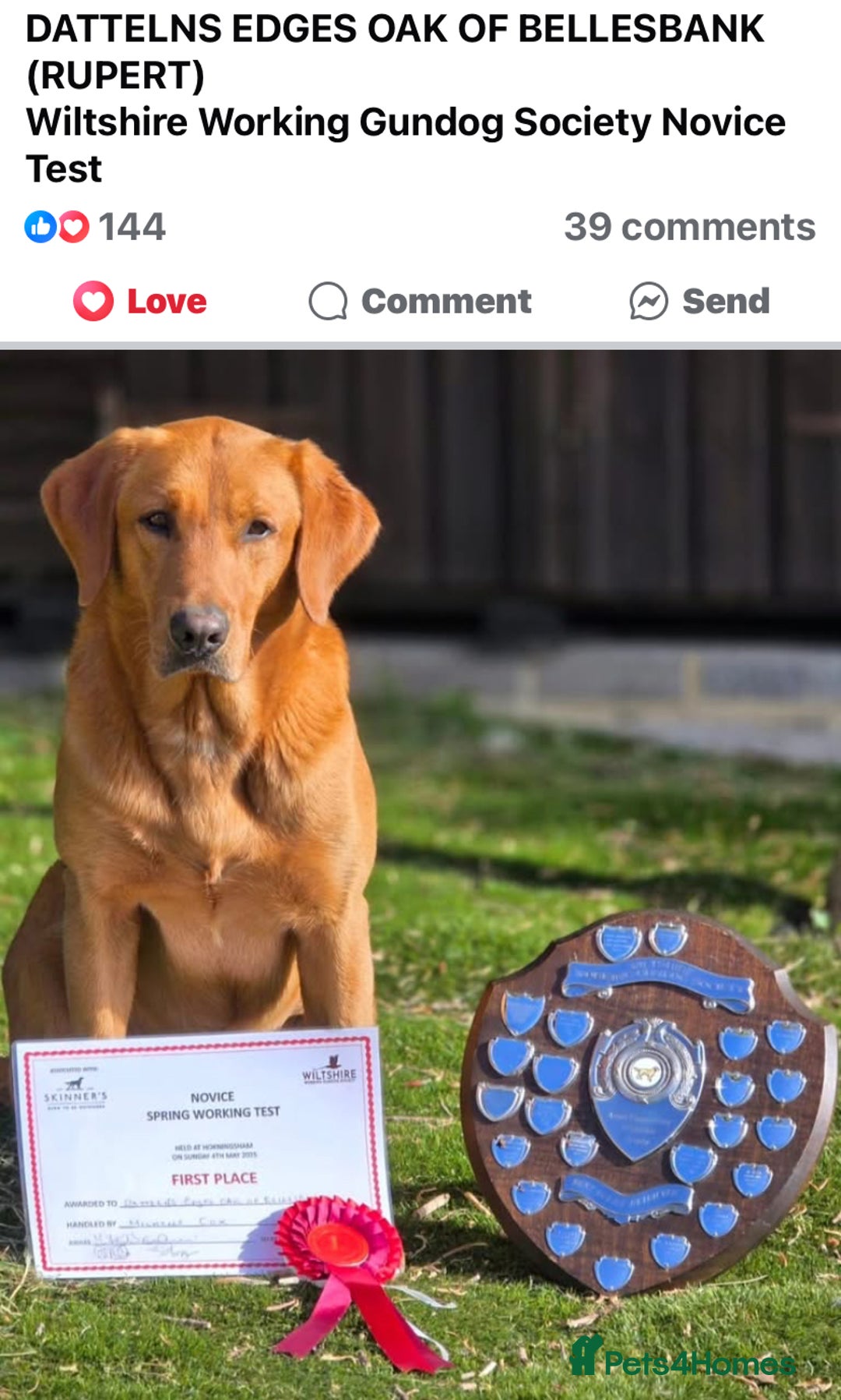 Labrador Retriever dogs for sale: Fox Red Labrador Puppies  - Image 12