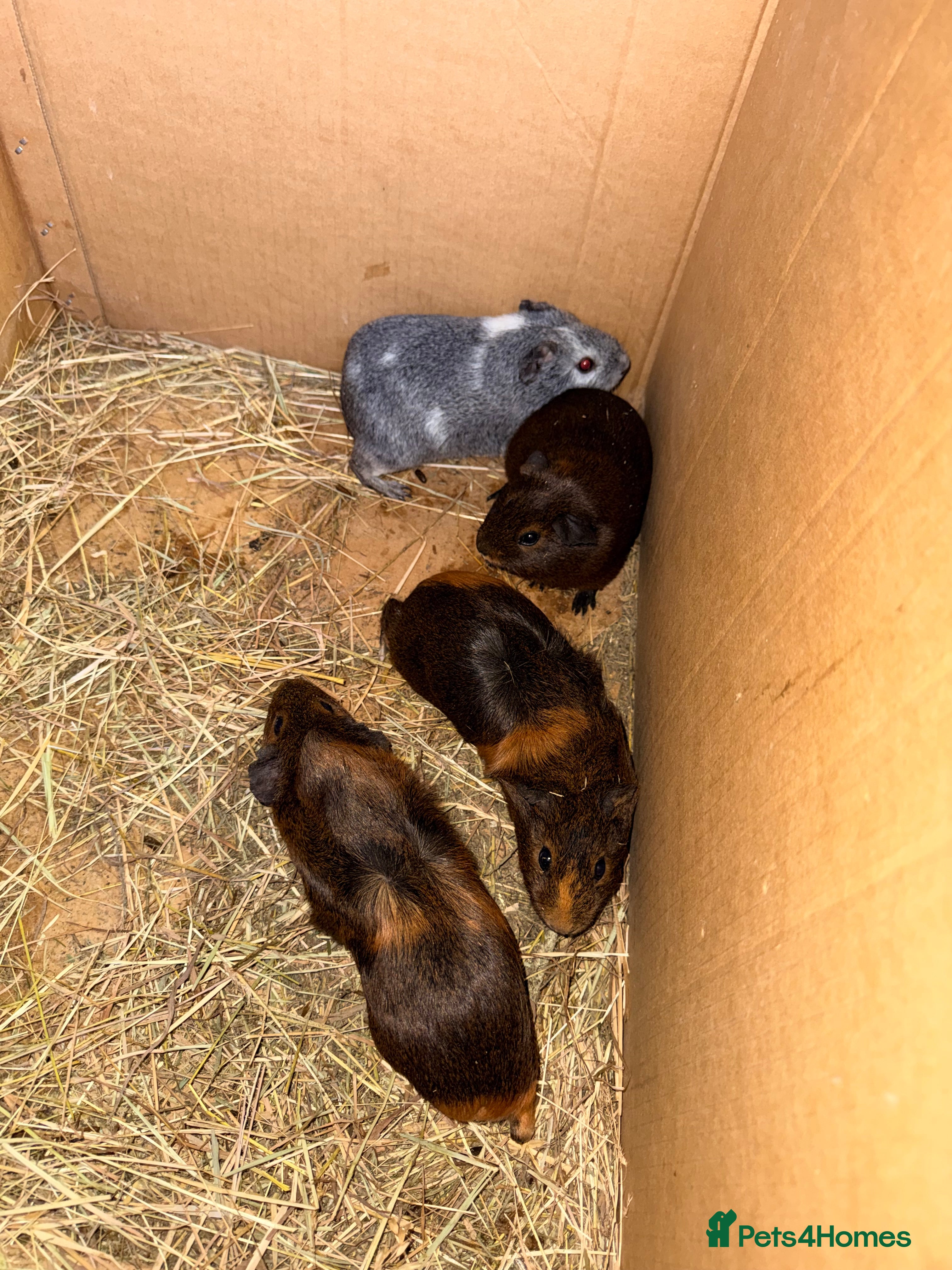 Guinea Pig rodents Baby sow guinea pigs  - Advert 16