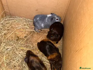 Guinea Pig rodents Baby sow guinea pigs - Advert 16