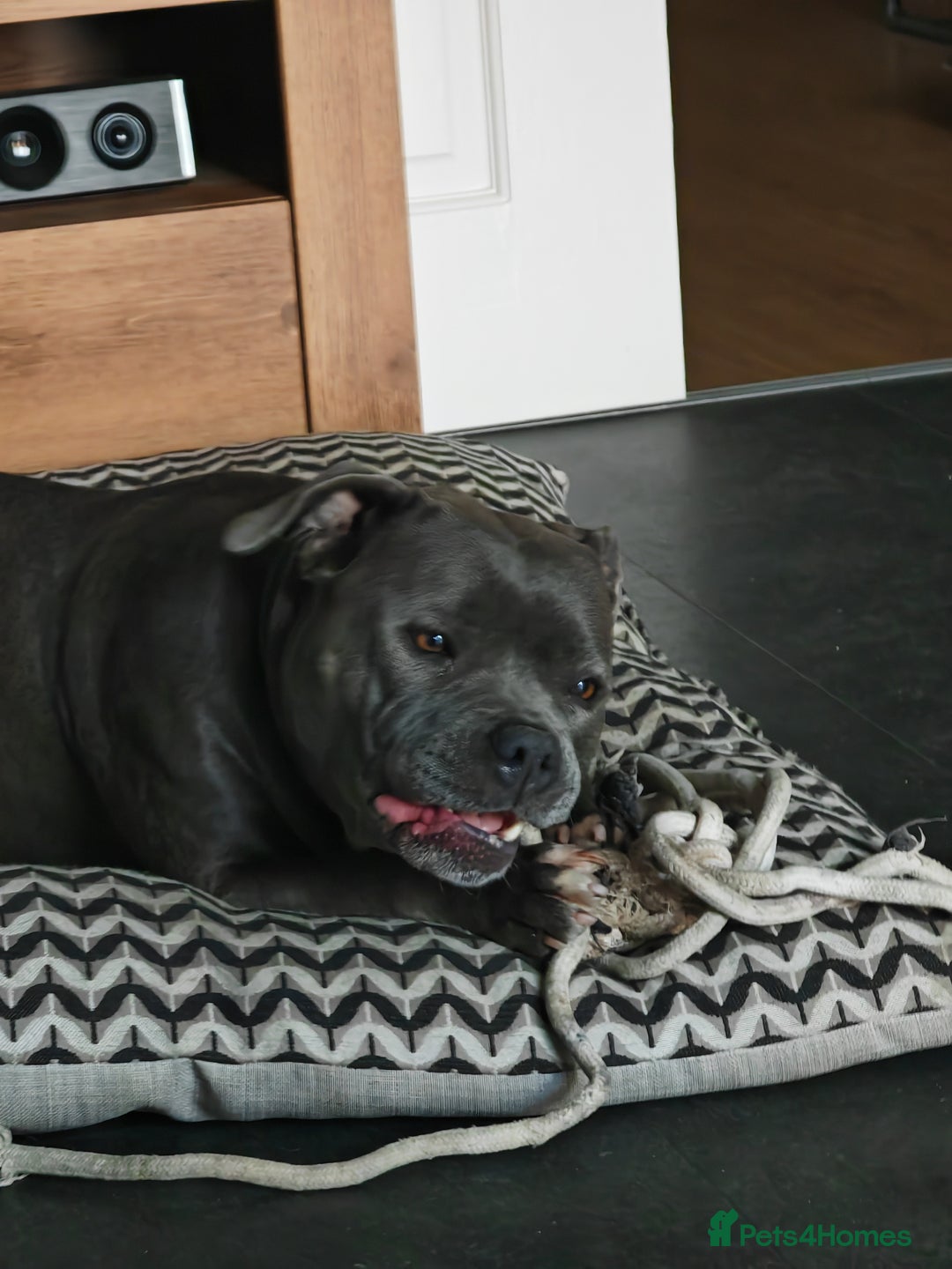 Staffordshire Bull Terrier dogs for sale: Blue chunky Staffordshire pups - Advert 1