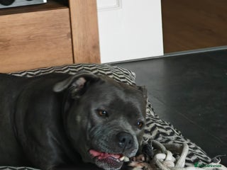 Staffordshire Bull Terrier dogs Blue chunky Staffordshire pups - Advert 10