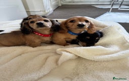 Miniature Dachshund dogs for sale: REDUCED!! Only one long hair miniature girl left!  in Sudbury - Image 4