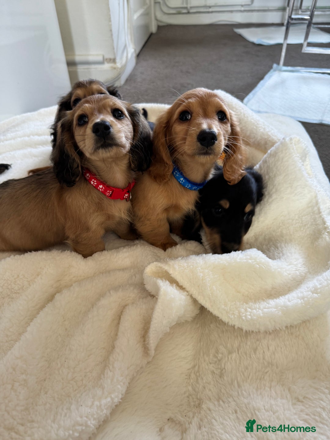 Miniature Dachshund dogs for sale: REDUCED!! Only one long hair miniature girl left!  in Sudbury - Image 4