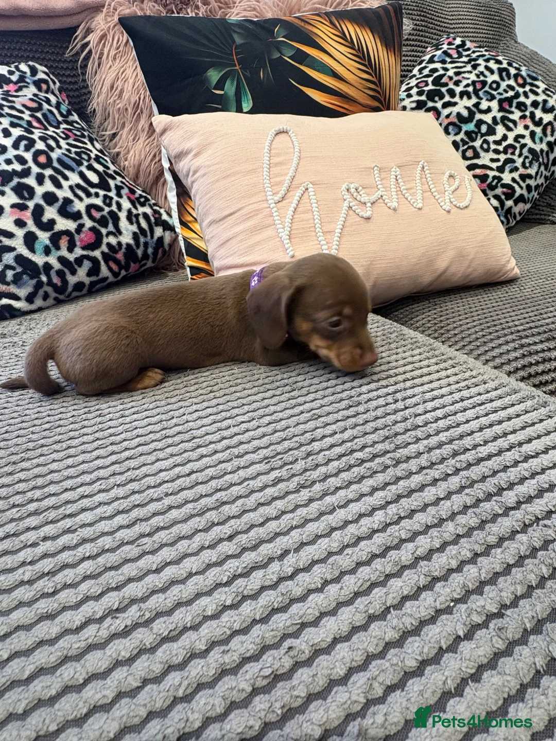 Dachshund dogs for sale: Beautiful littler of dachshund puppies  - Advert 2