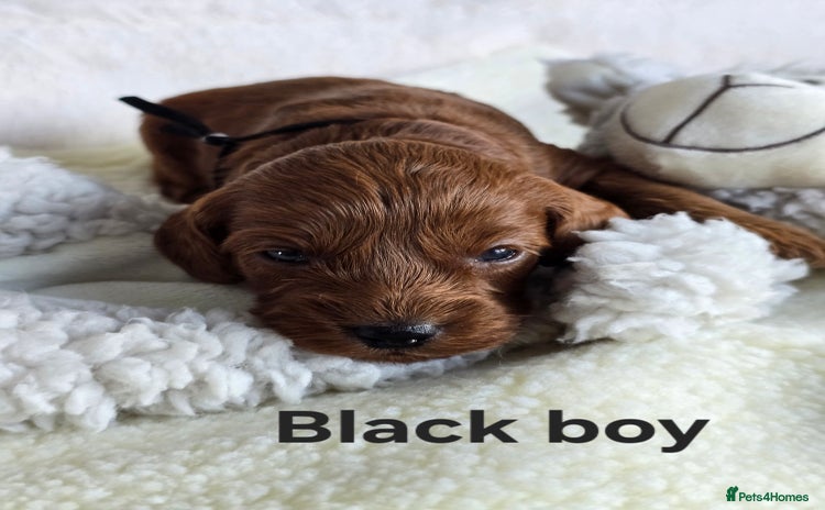 Cavapoo dogs - Advert 13