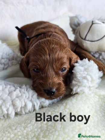 Cavapoo dogs - Advert 13