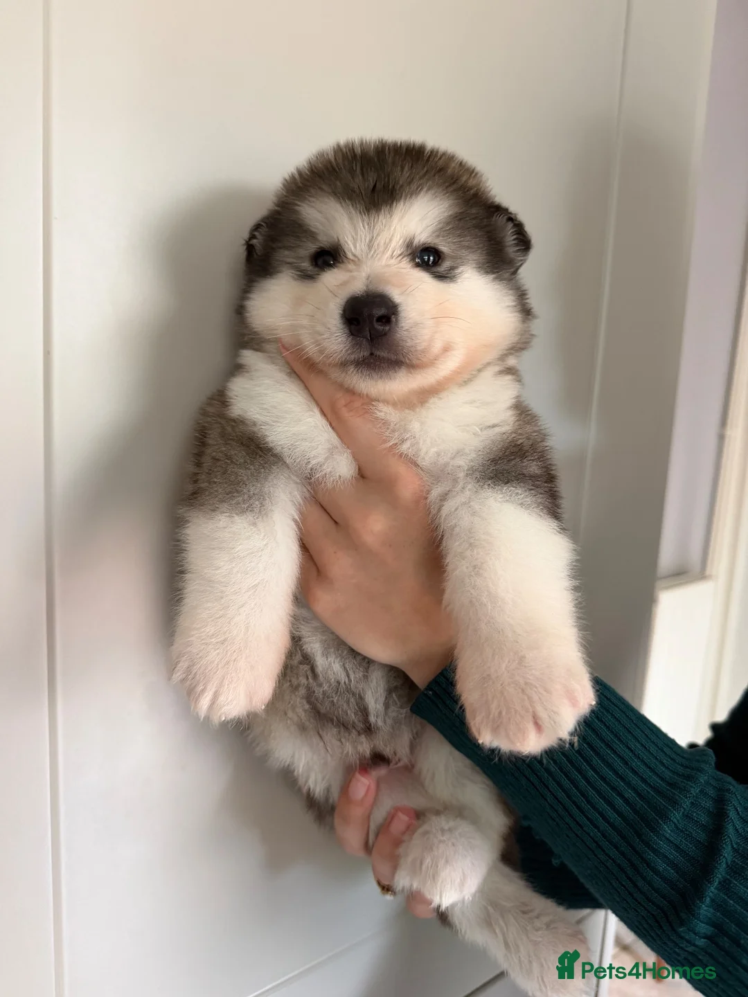 Alaskan Malamute dogs for sale: RKC registered litter of 6 beautiful boys - Advert 2