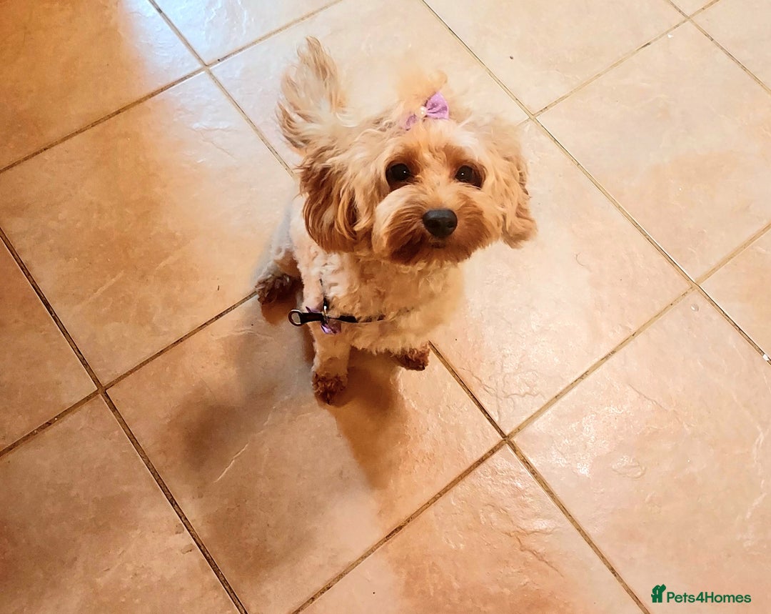 Cavapoo dogs for sale: TOY CAVAPOO GIRL 12 MONTHS  - Advert 4