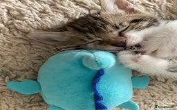 European cats for sale: 8 weeks old - kittens  - Image 27