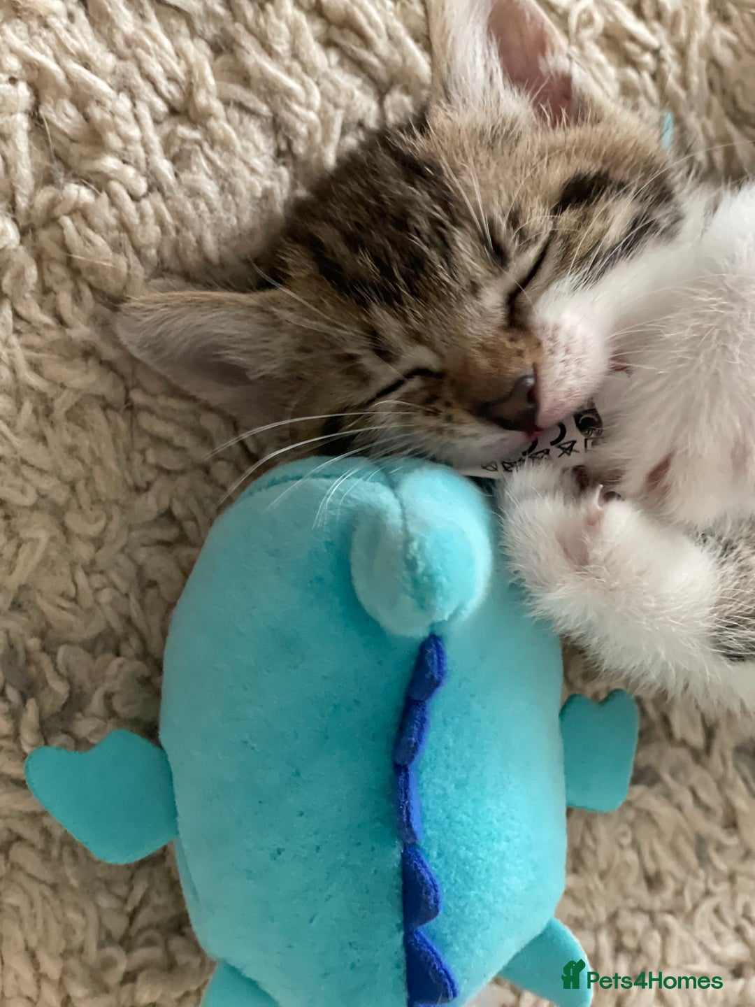 European cats for sale: 8 weeks old - kittens  - Image 27