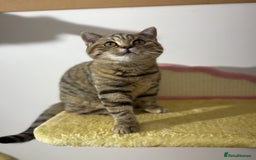British Shorthair cats for sale: Beautiful boy and girl ready to leave now - Image 4
