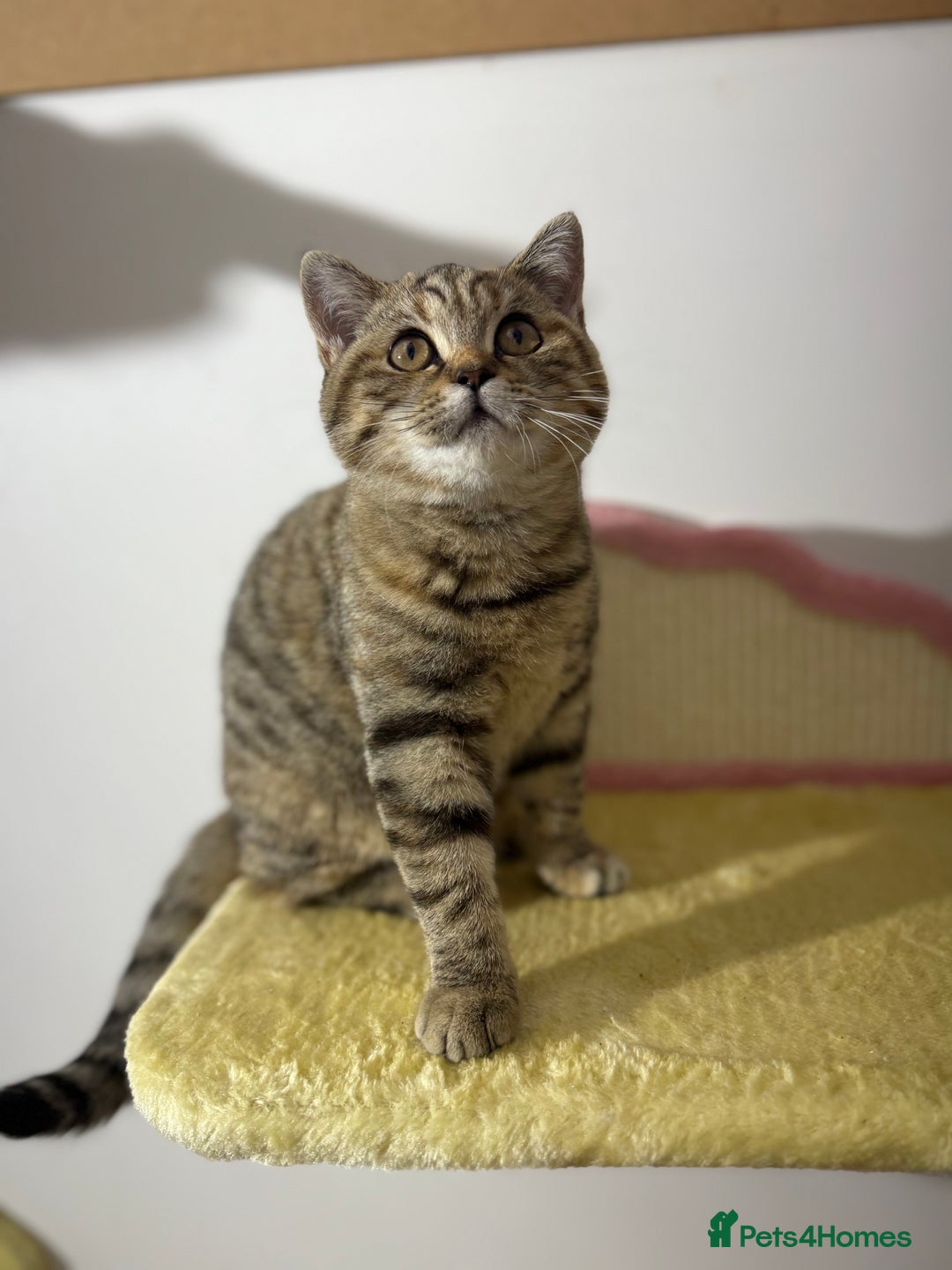 British Shorthair cats for sale: Beautiful boy and girl ready to leave now - Image 4