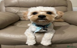 Cavachon dogs for sale: Rehoming charlie - Image 4