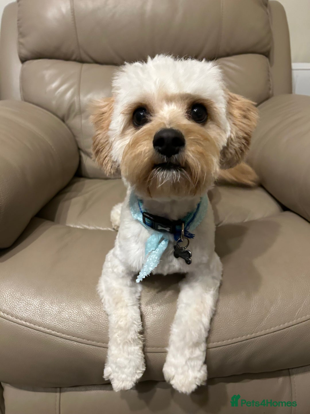 Cavachon dogs for sale: Rehoming charlie - Image 4