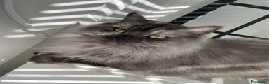 Enzo - Persian/Ragdoll cross