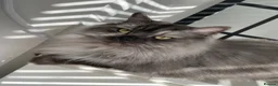 Mixed Breed cats for sale: Enzo and Willow (sibling Persian/ragdoll) in Mexborough - Advert 6