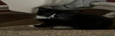 Mixed Breed Kitten 2