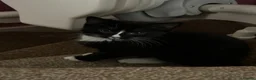 Mixed Breed cats for sale: Maine coone x domestic kittens  - Advert 10