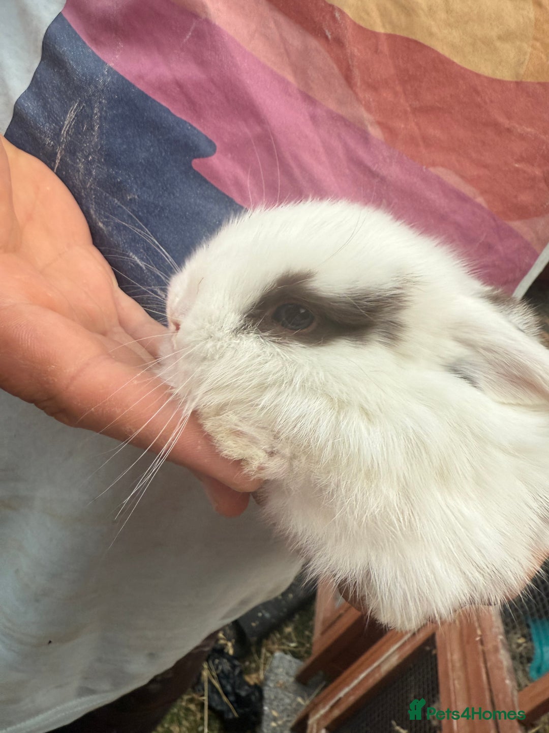 Mini Lop rabbits for sale: Mini lop - Image 18