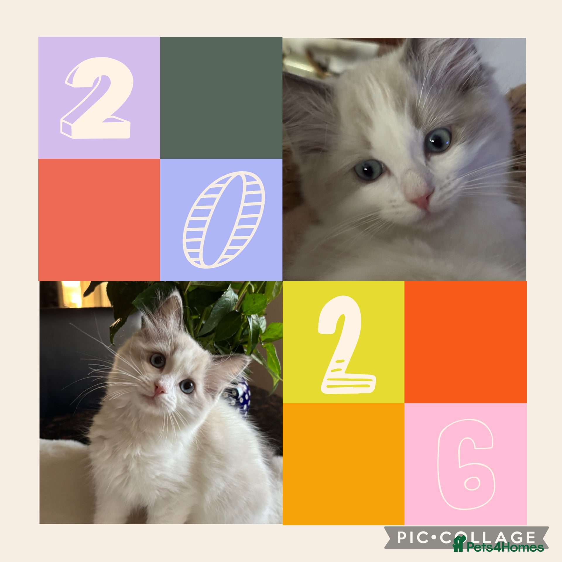 Ragdoll cats 💙Last GCCF Ragdoll Boy left - Blue bicolour  - Advert 8