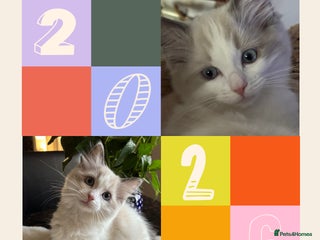 Ragdoll cats 💙Last GCCF Ragdoll Boy left - Blue bicolour - Advert 8