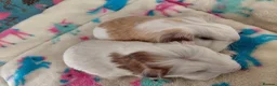 Guinea Pig rodents for sale: Baby Boars In Different Breeds  - Advert 25