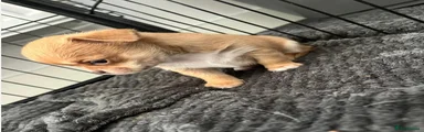 Chihuahua 1