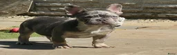 French Bulldog dogs for sale: REDUCED Stunning French Bulldog Pups  - Advert 6